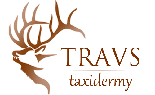 Travs Taxidermy